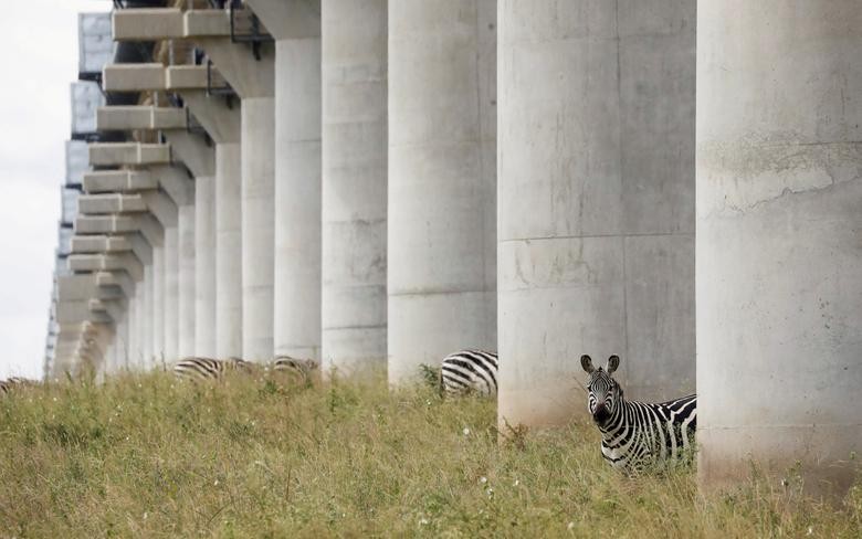 Zebras graze under the bridge of the Standard Gauge Railway (SGR) line, inside the Nairobi National Park in Nairobi, Kenya. REUTERS/Baz Ratner